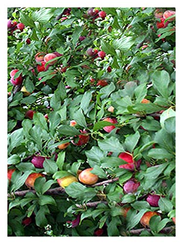 Santa Rosa Plum (Prunus Salicina)-1 1/2 Yr Old Healthy Bare Root Fruit Tree-1 Each