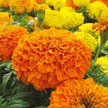 Seedscare Marigold F2 Hybrid, Dwarf Plant Big Flower Seeds (Pack of 20)