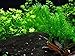 HOT! Anacharis Elodea Densa Tropical Live Aquarium Plants Aquatic Pond Bundle Stems