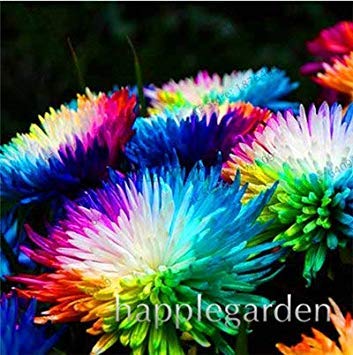 100 Pcssac Rare Arc En Fleur De Chrysanthème Chrysanthème