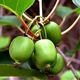 Issai Kiwi Vine - Hardy - Self Fruitful - Easy to Grow - 2.5