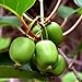 Issai Kiwi Vine - Hardy - Self Fruitful - Easy to Grow - 2.5" Pot