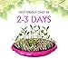 Fairy Garden Craft Kit Advanced Play - Kids Garden Set for Boys and Girls - Grow Your Very Own Magic Flowers and Plants Indoor - Best Creativity Gardening Gift for Kids 3 - 10 Years Old (Pink)