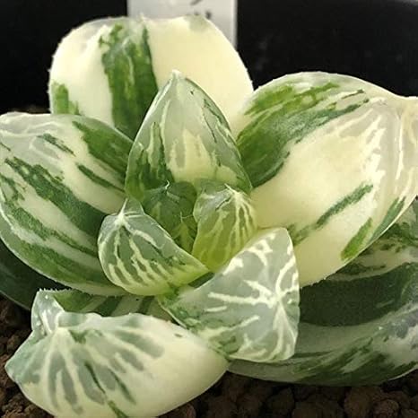 Amazon Co Jp 多肉植物 Niハオルチア 巨大グリーンオブツーサ マックス 多肉植物 カクタスニシさん苗 ハオルチア 1217 001 現品販売 7 5cmポット ホーム キッチン