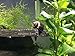 1 LARGE Black Mystery Snail (Pomacea bridgesii - 1/2 to 2+ inch) - Algae Eating Live Snail by Aquatic Arts