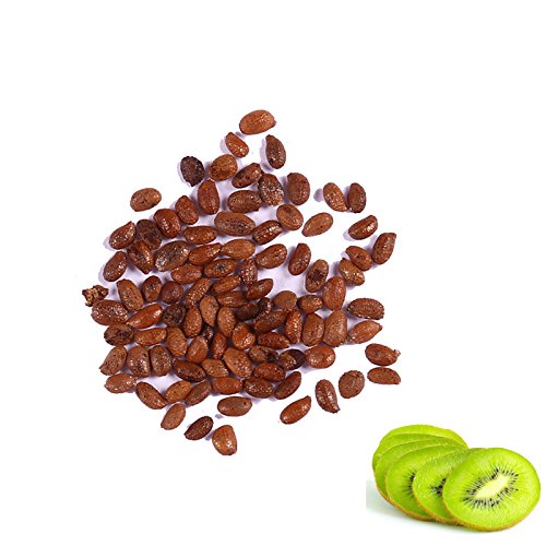 Edited 50 STÜCKE Actinidia Chinensis Samen Kiwis Samen Süße Frucht Haus Garten Pflanzen, Kiwi selbstfruchtend Actinidia chinensis, Kiwi
