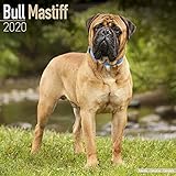 Bull Mastiff Calendar - Dog Breed Calendars - 2019 - 2020 Wall Calendars - 16 Month by Avonside (Mul by 