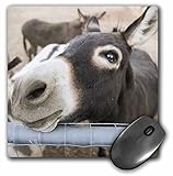 3dRose Miniature Donkeys on a Ranch in Northern
