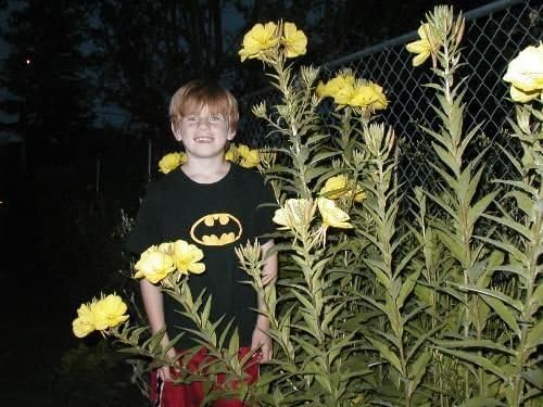 Primrose, Evening 6125 Seeds, Reseeds Easily! Yellow Flower, Groco
