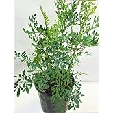 Botanica La Marina Ruda/Rue Full Plant with Root Green 14''