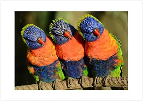 NW Pitney Ink Over the Rainbow Lorikeets Birthday Card, 7 x 5" (1713.0)