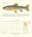 Trout of North America Wall Calendar 2020