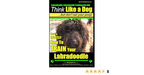 akc labradoodle