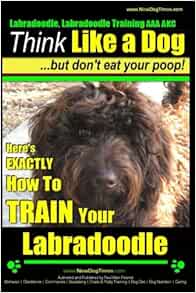 akc australian labradoodle