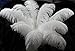 AWAYTR 20-22 inch (50-55cm) Natural Ostrich Feathers for Wedding Centerpieces Home Decoration,Flower Arrangement,DIY Christmas Decorations (10pcs,White)