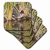 3dRose Danita Delimont - Ducks - Green-winged