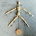 Drawing Manikin Wooden Mannequin Wood Artist Figure Doll Model with Flexible Posable Joints for Sketching Charcoal Home Office Desk Decoration Children Toys Gift 12''Male