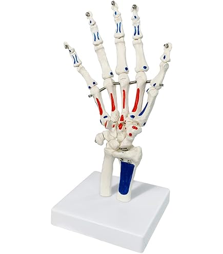 Aazon.co.jp: Huan Skeleton Hand Odel Life Size Anatoical Finger