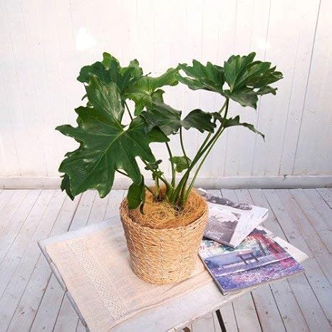 Amazon 日比谷花壇 観葉植物 セローム バスケット 観葉植物 オンライン通販