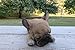 French Bulldog Puppy Dog Sleeping on Tummy
