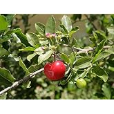 Barbados Cherry Florida Sweet Acerola - Malpighia glare LIVE PLANT