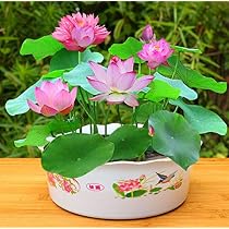 100 Graines De Lotus Couleurs Mélangées - Plante Aquatique Décorative - Pour Jardin, Balcon, Bureau - Floraison 50-80 Jours