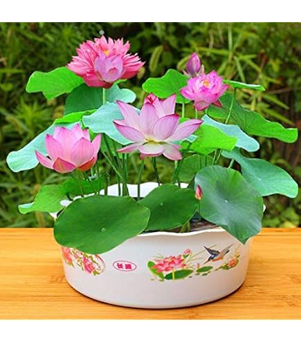 Engrais Pour Plantes Aquatiques Nénuphars 200g - Booster Croissance Floraison Racines Étang