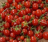 Sweet Million Cherry Tomato 4 Live Plants - Up to 2000 Cherries