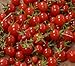Sweet Million Cherry Tomato 4 Live Plants - Up to 2000 Cherries