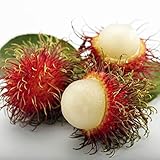 fanmaosdf Rambutan Seeds, 15Pcs Garden Bonsai Dwarf Organic Tasty Fruit Tree Home Decor for Planting Garden Courtyard 15pcs