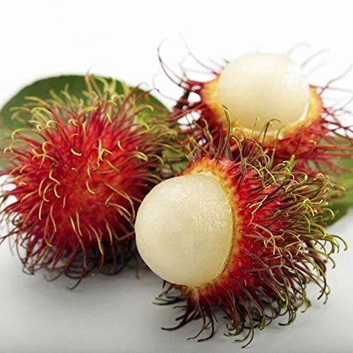 fanmaosdf Rambutan Seeds, 15Pcs Garden Bonsai Dwarf Organic Tasty Fruit Tree Home Decor for Planting Garden Courtyard 15pcs fanmaosdf Rambutan Seeds, 15Pcs Garden Bonsai Dwarf Organic Tasty Fruit Tree Home Decor for Planting Garden Courtyard 15pcs
