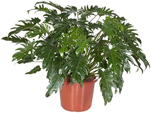 FloraStore - Philodendron Xanadu (Pot 32 cm) (1x), House Plant
