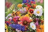 Wildflower Butterfly Hummingbird Mix DGS30062A (Multi Color) 500 Open Pollinated Seeds by David's Garden Seeds, Model: DGS30062A, Home & Garden Store