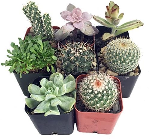 Instant Cactus/Succulent Collection - 8 Plants 2 pots by Hirts: Cacti & Succulents