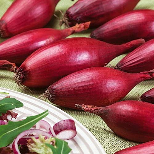 Seeds Red Shallot Onion Heirloom Vegetable for