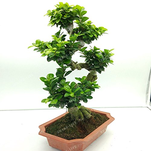 exotische bonsai
