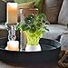 GTIDEA Fake Potted Plants Artificial Chinese Money Plant Bonsai Plastic House Plants for Bathroom Home Kitchen Office Bookshelf Garden Feng Shui Decor in White Ceramic Pot