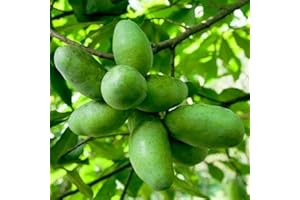 FROZE 2 Paw Paw Trees - 6-12" Tall Seedlings - 2.5" Pots - Live Indian Banana Plants - Asimina triloba