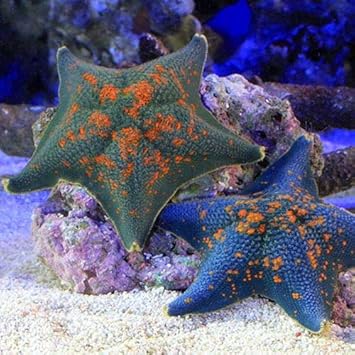 Amazon 海水魚 ヒトデ イトマキヒトデ おまかせカラー ｍサイズ １匹 北海道 九州 沖縄航空便要保温 Charm チャーム 観賞魚 水中生物 通販