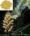 500g Wild Harvested 98% Cracked Cell Wall Pine Pollen Powder OS authentication