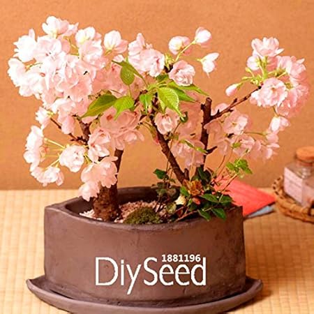 Amazon Co Jp 新しい到着 10種子 パック桜盆栽鉢植え庭と庭の植物種子美しい日本の桜の木の種子 のkwqx0g ホーム キッチン