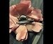 Anleolife Fabric Pink Flower Hair Clips Corsage Brooch Hairpins/Hair Barrettes For Women Headwear 6pcs/lot(pink)