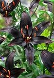 Black Pearl Asiatic Lily - 2 Bulbs 14/16cm - Darkest Lily in the World