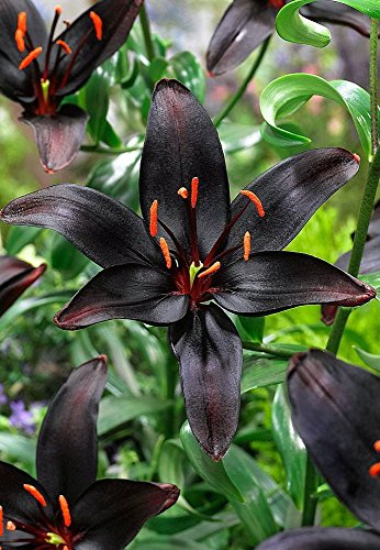 Black Pearl Asiatic Lily - 2 Bulbs 14/16cm - Darkest Lily in the World Black Pearl Asiatic Lily - 2 Bulbs 14/16cm - Darkest Lily in the World