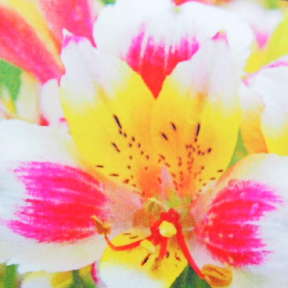 Amazon 宿根草 アルストロメリア キホノカ コンテナガーデン 花