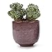 T4U 2.5 Inch Small Ceramic Succulent Planter Pot with Drainage Hole Set of 6, Ice Crack Glaze Plant Container for Cactus, Succulent Plant Gifts for Women Mom Aunt Home Office Decor