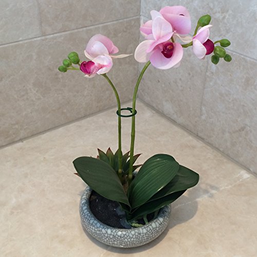 Mr.Garden 50Pcs Clips for Plants Better Growth