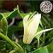 10PCS Michelia Alba Flower Seeds Gardenia Seeds
