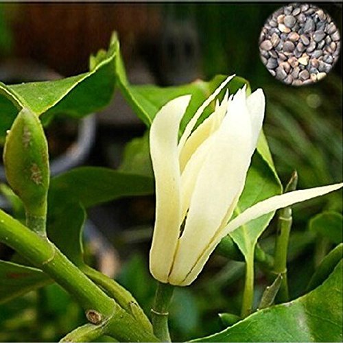 10PCS Michelia Alba Flower Seeds Gardenia Seeds 10PCS Michelia Alba Flower Seeds Gardenia Seeds