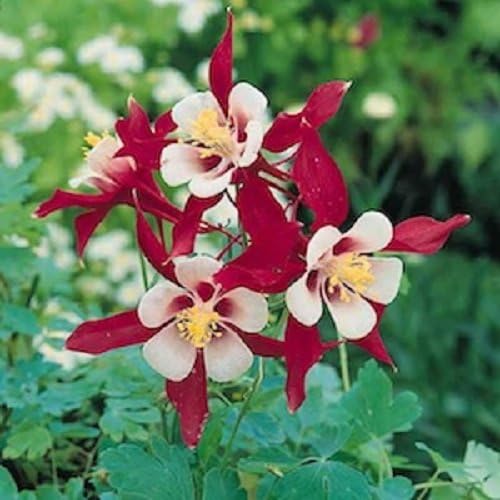 50+ Aquilegia Red Star Columbine Flower Seeds / Perennial